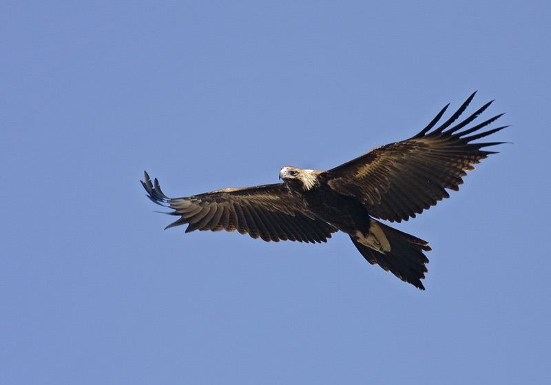 Australian Wedge Tail Eagle (Malian)