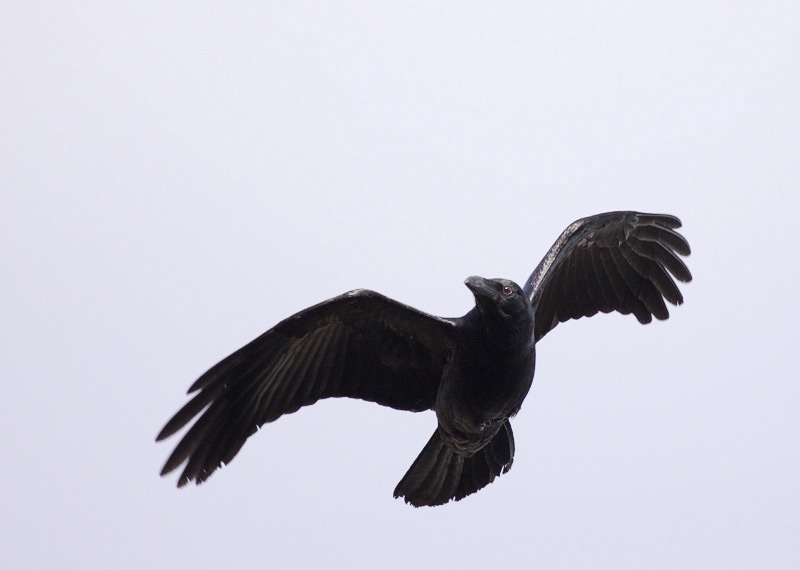 Australian Crow (Umbe-Yukeembruk)